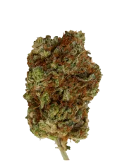 Big Bomb – Bomb Seeds – Regularne