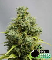 Big Bomb – Bomb Seeds – Regularne