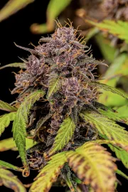 Lemon Cherry Cookies Auto