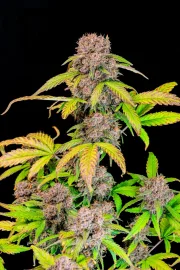 Lemon Cherry Cookies Auto