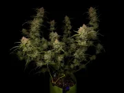 Guava Auto