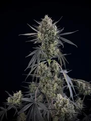 Pound Cake Auto