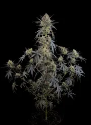 Pound Cake Auto