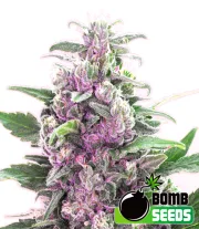 THC Bomb – Bomb Seeds – Regularne