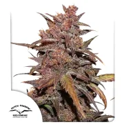 CBD Auto Blackberry Kush