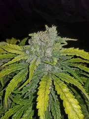 CBD Auto 1:1 (CBD Crack)