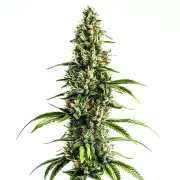 Chocolopez – BlimBurn Seeds – Feminizowane