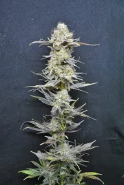 CBD Nordle – CBD Crew – Feminizowane