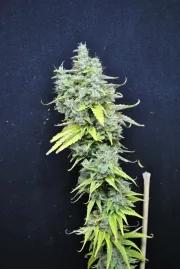 CBD Skunk Haze – CBD Crew – Feminizowane