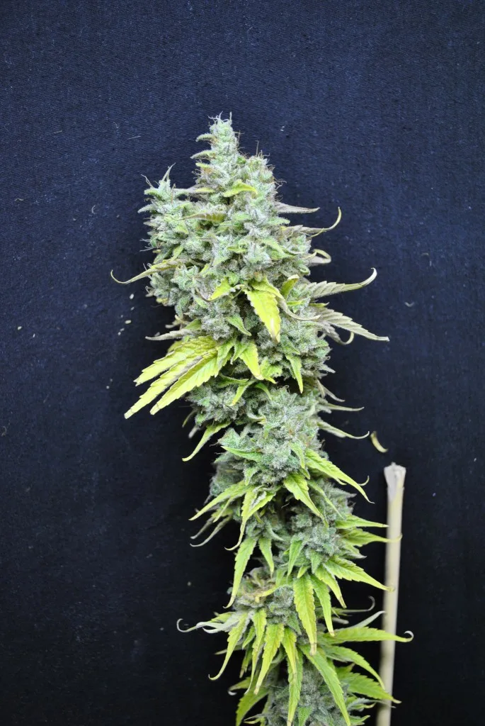 CBD Skunk Haze – CBD Crew – Feminizowane