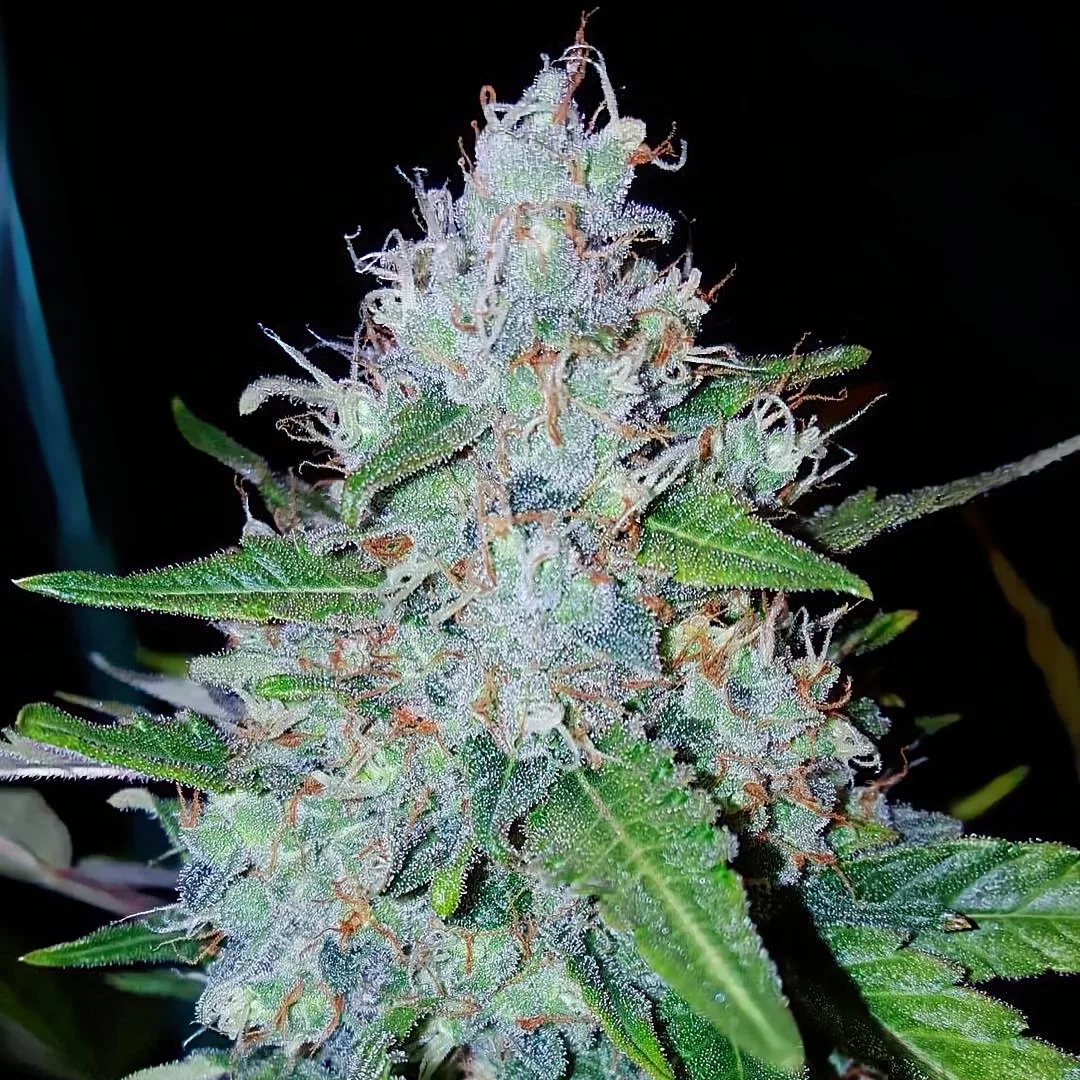 Auto Monster Mass – Critical Mass Collective – Autoflowering