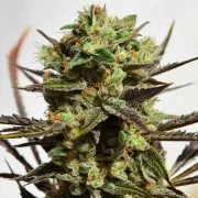 Delicious Candy – Delicious Seeds – Feminizowane