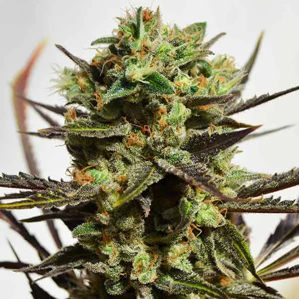 Delicious Candy – Delicious Seeds – Feminizowane