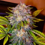 Delicious Caramelo – Delicious Seeds – Feminizowane