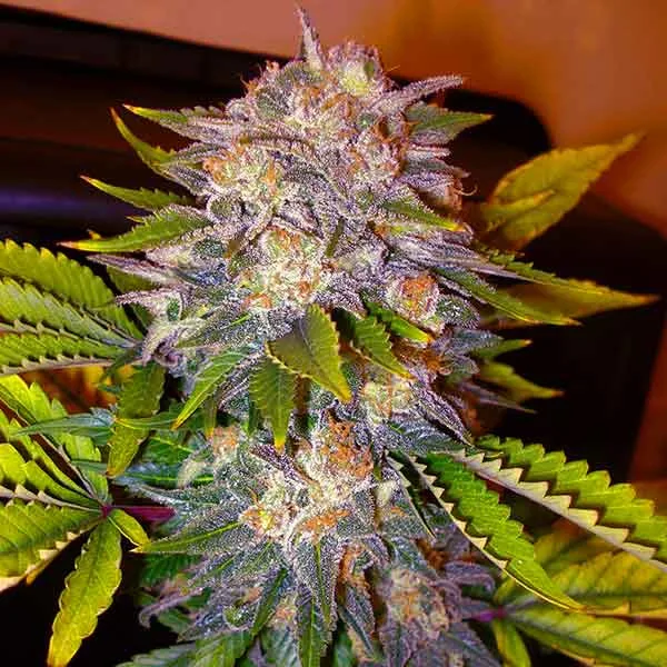 Delicious Caramelo – Delicious Seeds – Feminizowane