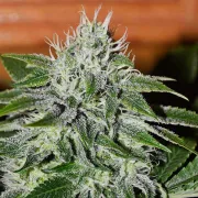 Delicious Critical Jack Herer – Delicious Seeds – Feminizowane