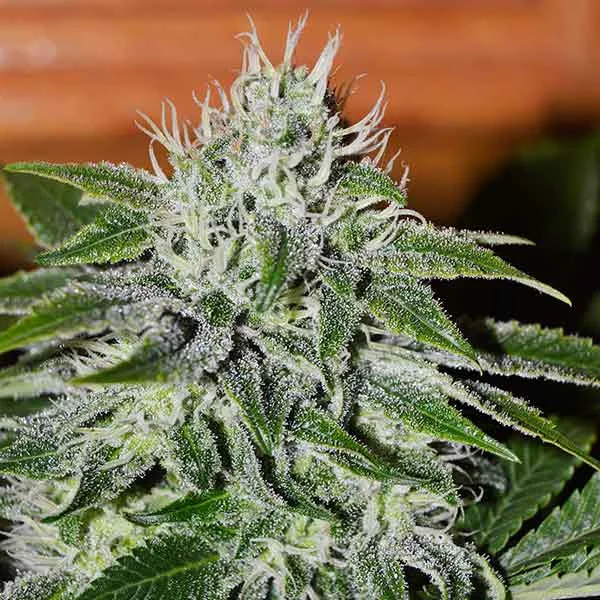 Delicious Critical Jack Herer – Delicious Seeds – Feminizowane