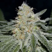 Delicious Critical Neville Haze – Delicious Seeds – Feminizowane
