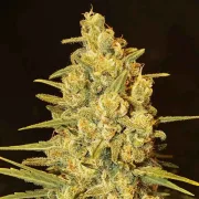 Delicious Critical Sensi Star – Delicious Seeds – Feminizowane