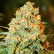 Delicious Critical Super Silver Haze – Delicious Seeds – Feminizowane