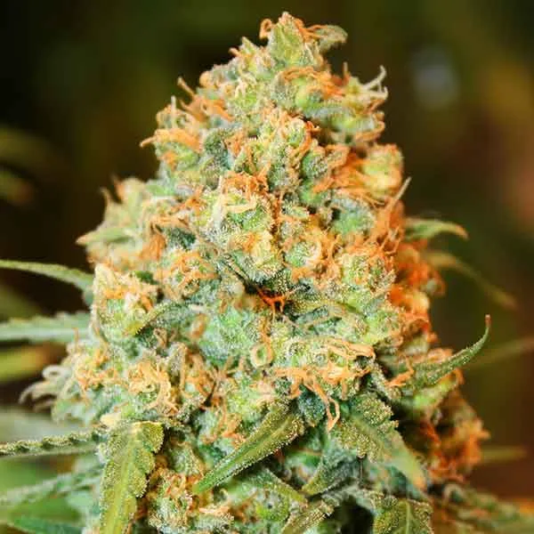 Delicious Critical Super Silver Haze – Delicious Seeds – Feminizowane