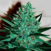 Delicious Fruity Chronic Juice – Delicious Seeds – Feminizowane