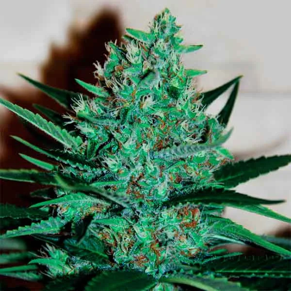 Delicious Fruity Chronic Juice – Delicious Seeds – Feminizowane