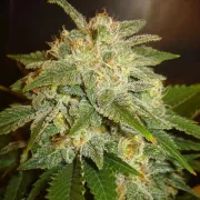 Delicious La Bella Afrodita Auto – Delicious Seeds – Autoflowering