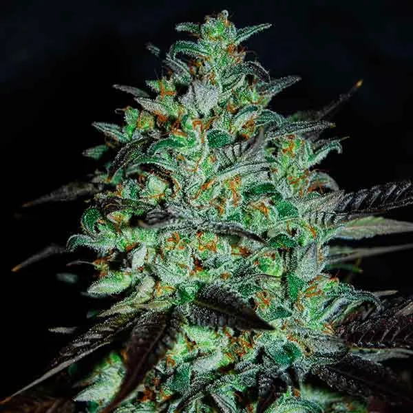Delicious Marmalate – Delicious Seeds – Feminizowane