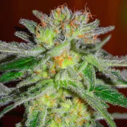 Delicious Northern Light Blue – Delicious Seeds – Feminizowane