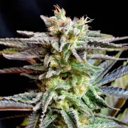 Delicious Sugar Black Rose – Delicious Seeds – Feminizowane