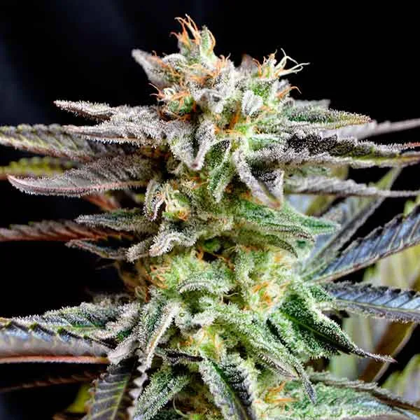 Delicious Sugar Black Rose – Delicious Seeds – Feminizowane