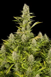 Amnesia Kush – DinaFem Seeds – Feminizowane
