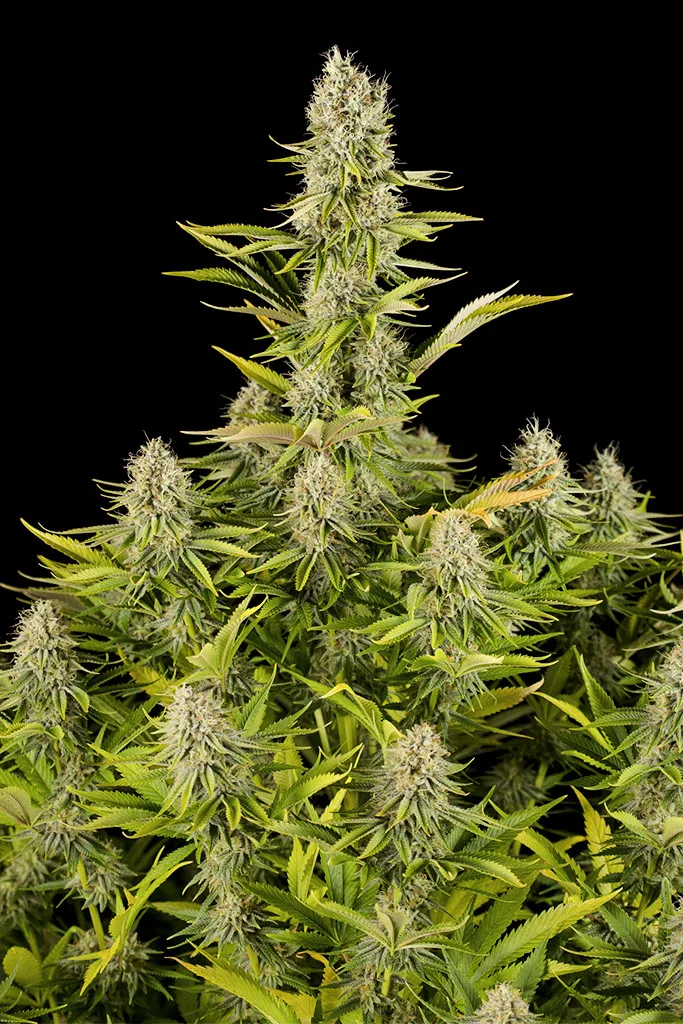 Amnesia Kush – DinaFem Seeds – Feminizowane