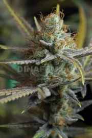 Amnesia Kush – DinaFem Seeds – Feminizowane