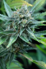 Amnesia Kush – DinaFem Seeds – Feminizowane
