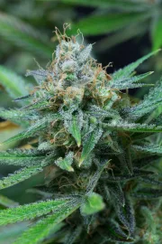 Amnesia Kush – DinaFem Seeds – Feminizowane