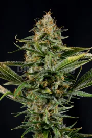 Amnesia Kush – DinaFem Seeds – Feminizowane