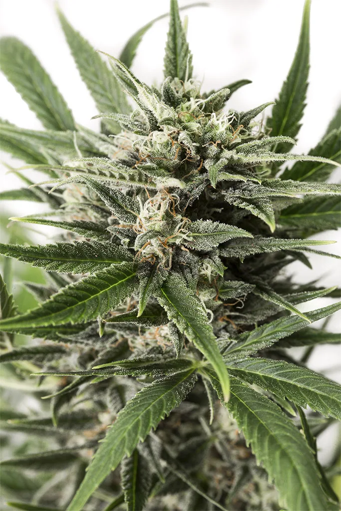 Blue Amnesia XXL Auto – DinaFem Seeds – Autoflowering