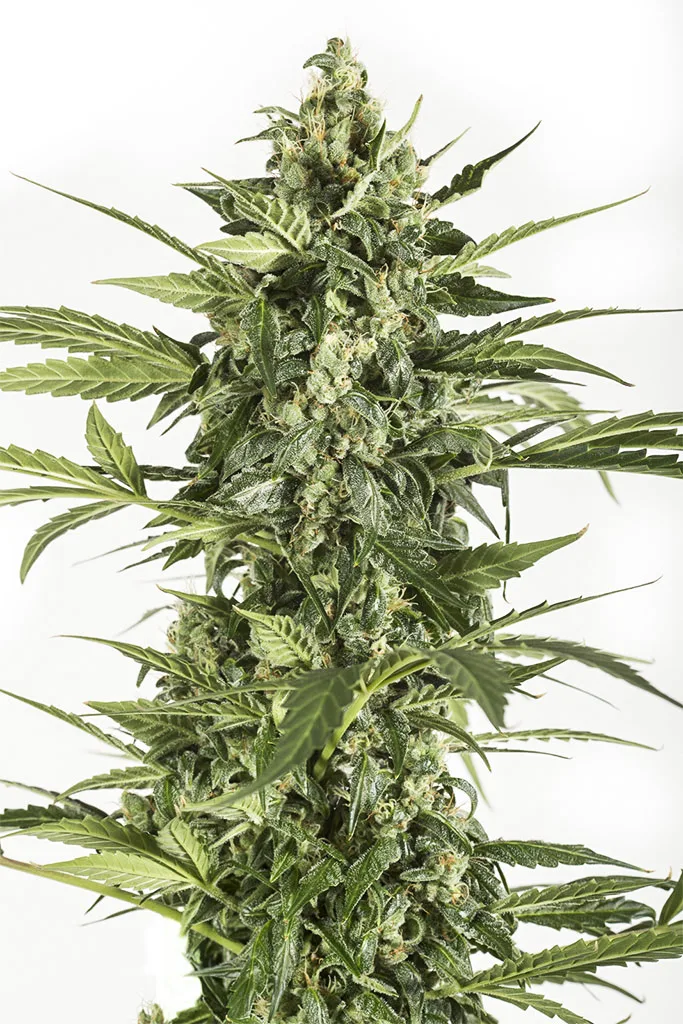 Blue Cheese Auto – DinaFem Seeds – Autoflowering