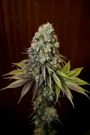 Blue Hash – DinaFem Seeds – Feminizowane