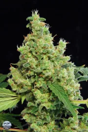 Blue Hash – DinaFem Seeds – Feminizowane