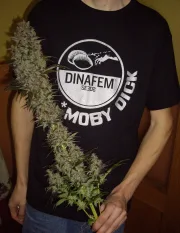 Blue Hash – DinaFem Seeds – Feminizowane