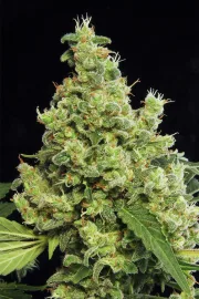 Blue Hash – DinaFem Seeds – Feminizowane