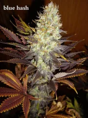 Blue Hash – DinaFem Seeds – Feminizowane