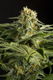 California Hash Plant – DinaFem Seeds – Feminizowane