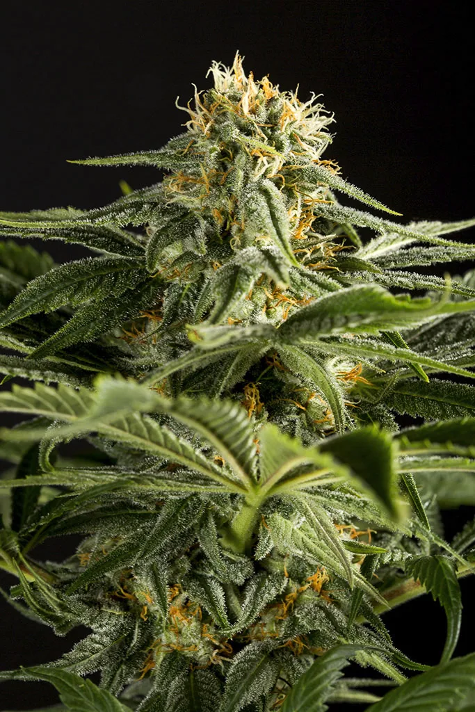 California Hash Plant – DinaFem Seeds – Feminizowane