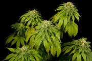 California Hash Plant – DinaFem Seeds – Feminizowane
