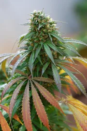 California Hash Plant – DinaFem Seeds – Feminizowane
