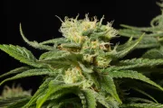 California Hash Plant – DinaFem Seeds – Feminizowane